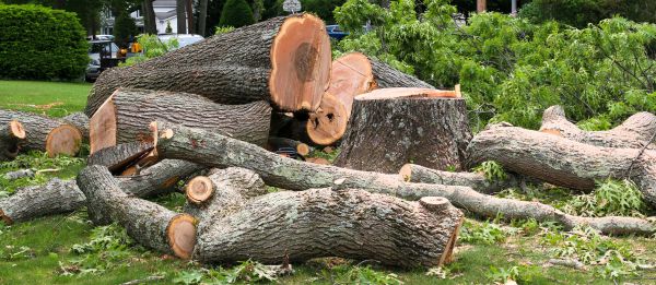 Large Tree Removal in Madison
