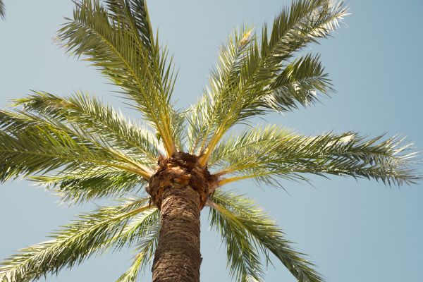Palm Tree Removal in Madison