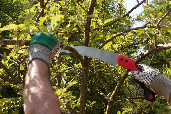 Small Tree Removal in Madison