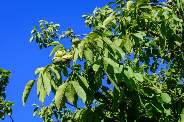 Cost of Walnut Tree Removal in Madison