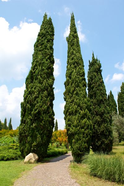 Cost of Cypress Tree Removal in Madison