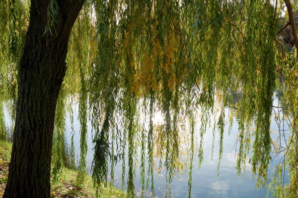 Cost of Willow Tree Removal in Madison