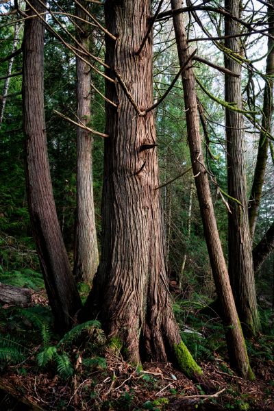 Cost of Cedar Tree Removal in Madison