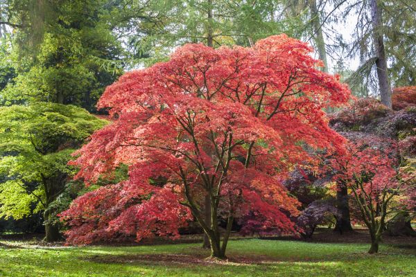 Cost of Maple Tree Removal in Madison