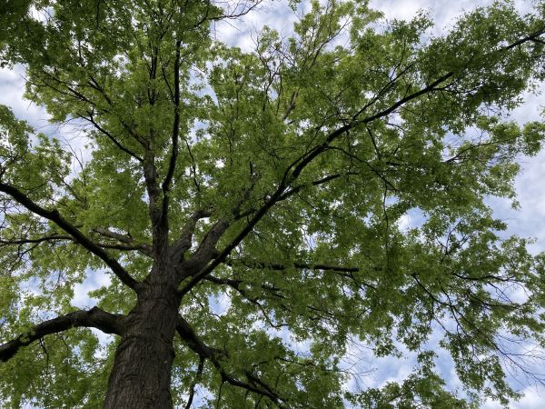 Cost of Oak Tree Removal in Madison
