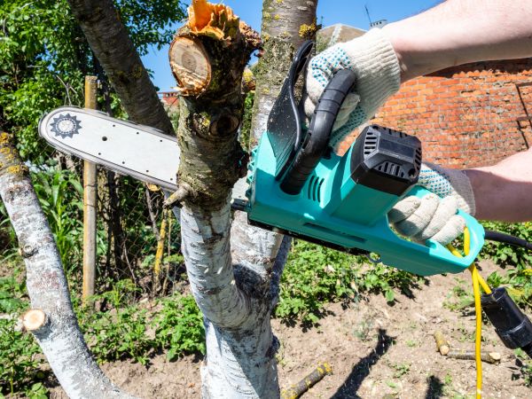 Small Tree Felling