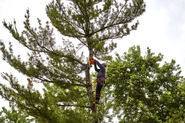 Cost of Pine Tree Removal in Madison