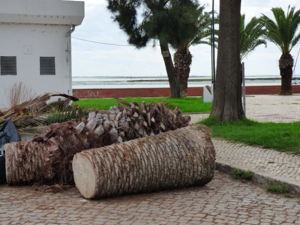 Palm Trees Removal in Madison