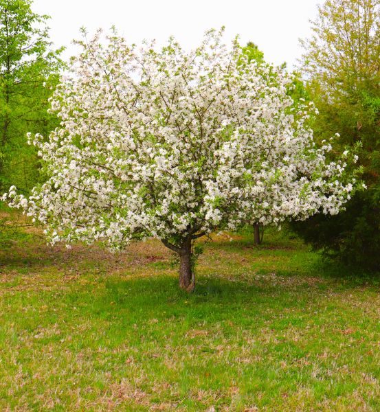 Dogwood Tree Removal in Madison