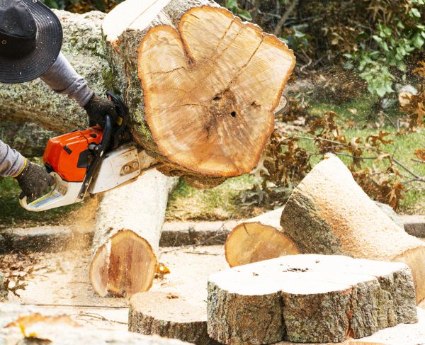 Tree Removal Service in Madison