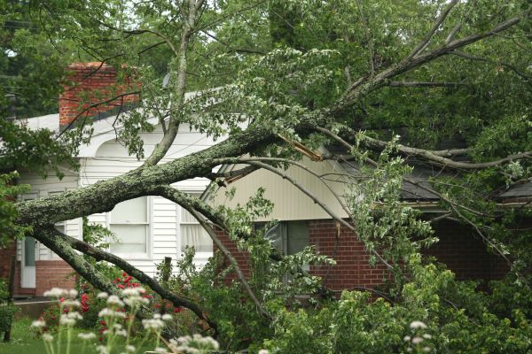 Emergency Tree Removal in Madison