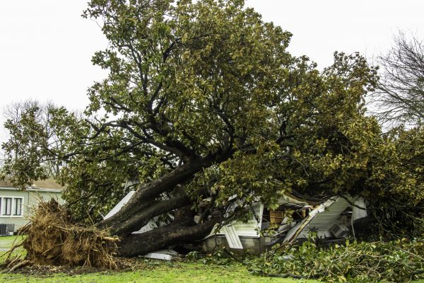 Fallen Tree Removal in Madison