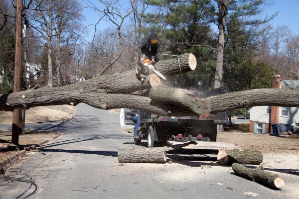 Cost of Residential Tree Removal in Madison