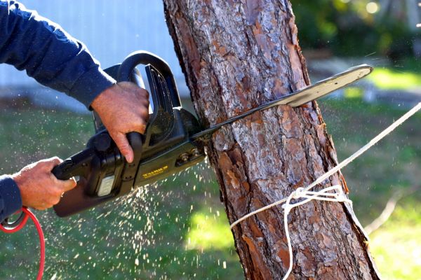 Dead Tree Removal in Madison