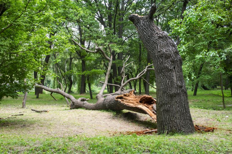 Tree Uprooted in Storm