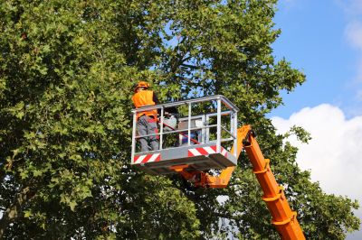 Tree Service Equipment